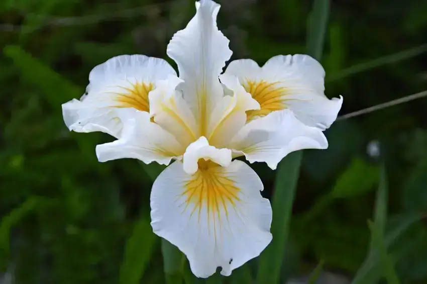 Home Ground Habitats Plant of the Month - Douglas Iris 04