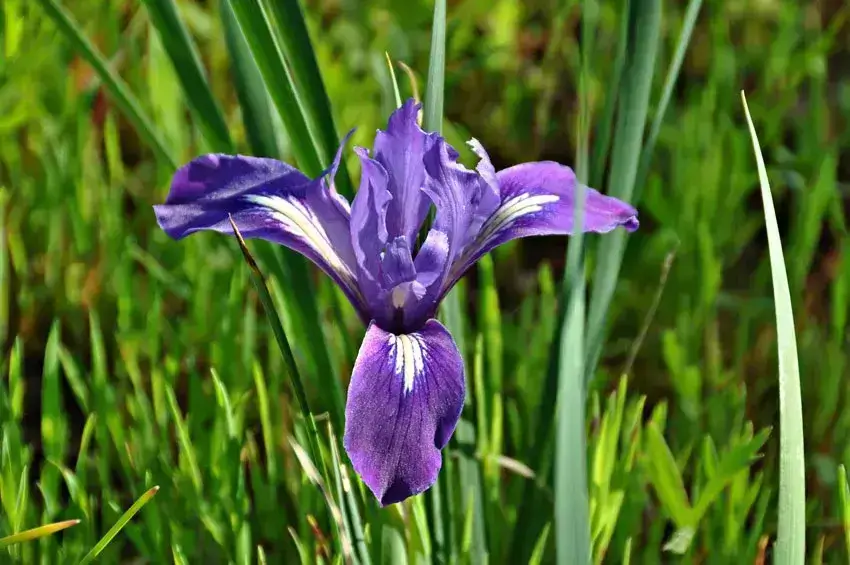 Home Ground Habitats Plant of the Month - Douglas Iris 05