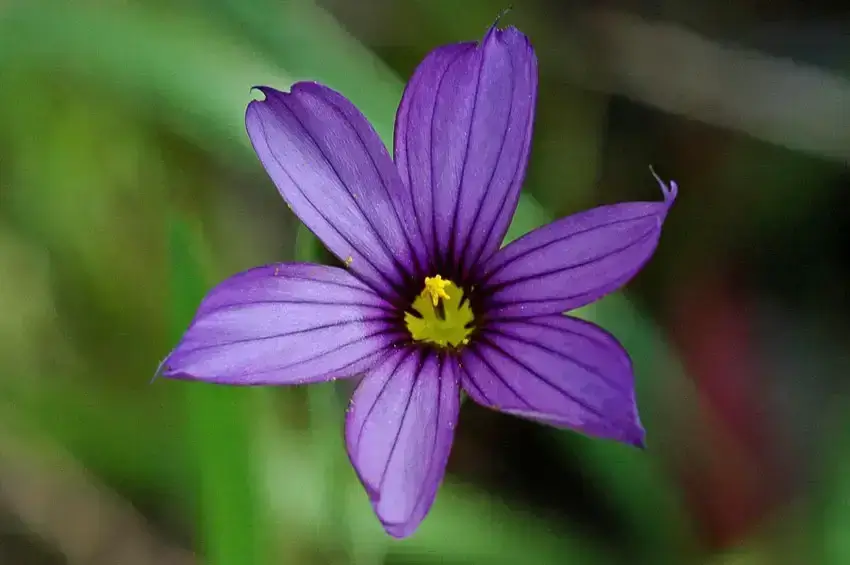 Home Ground Habitats Plant of the Month - Douglas Iris 06