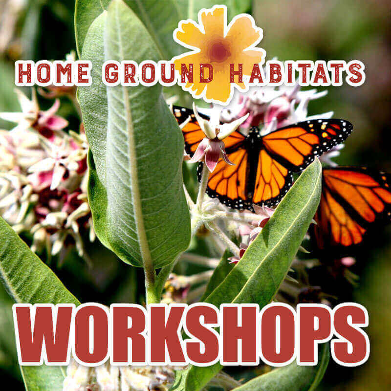 Home Ground Habitats - Product Workshops - Monarch Butterflies on a plant, logo and texts.