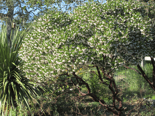 Manzanita 'Howard McMinn' shrub