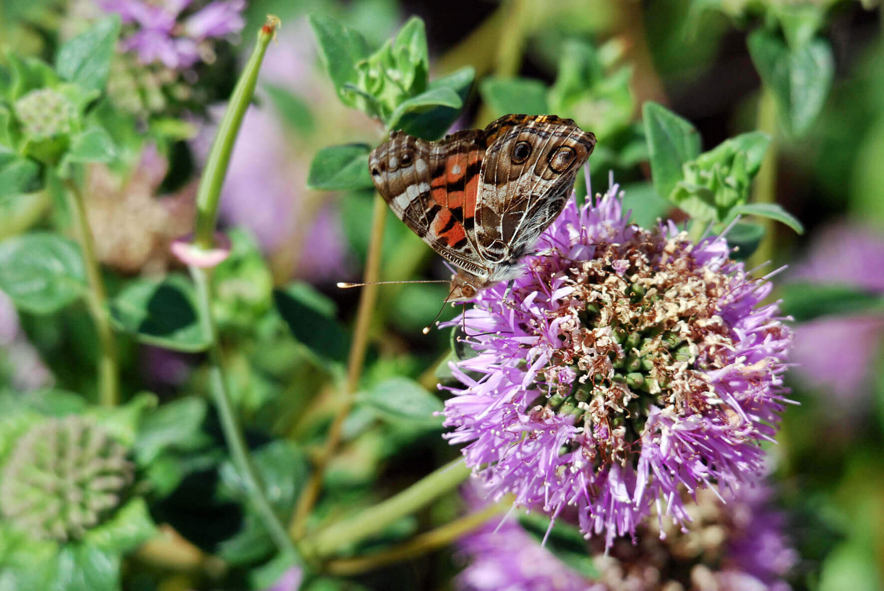 American Lady underwing on Monardella