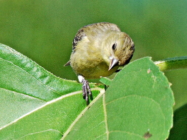 finch on sunflower
