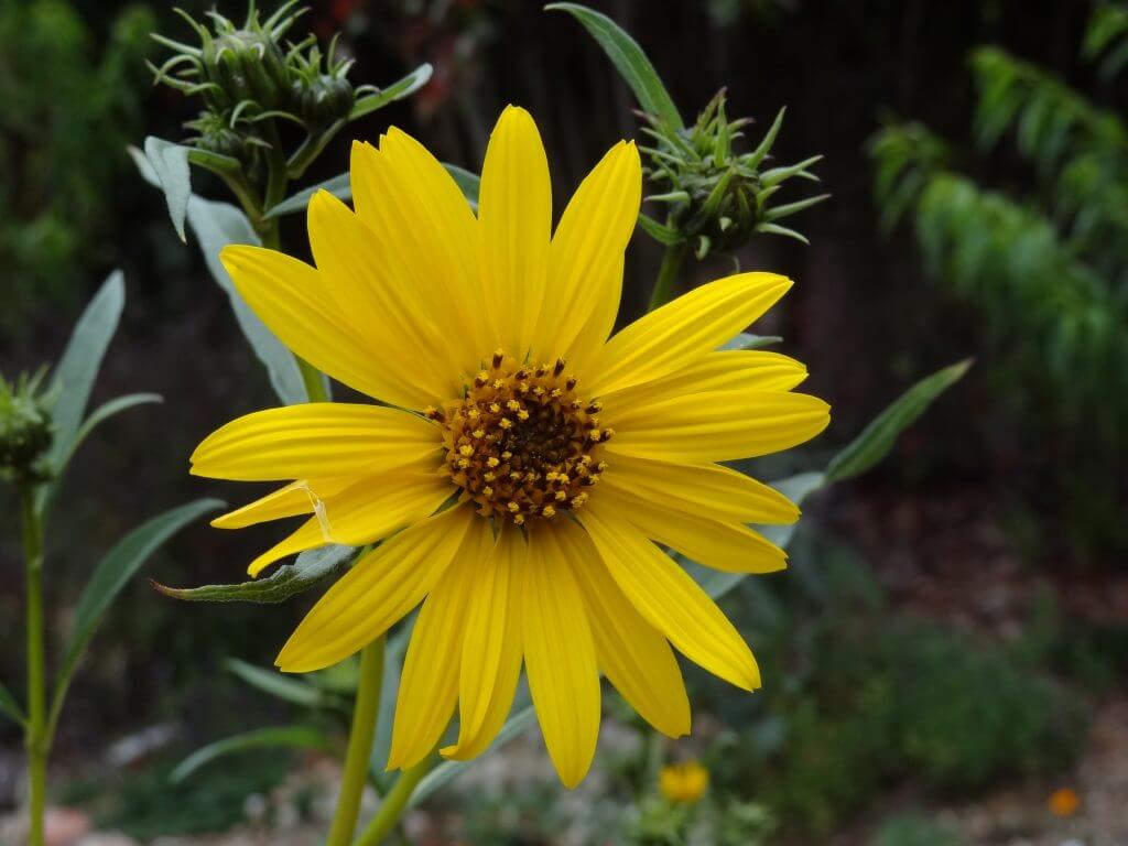 close up of a Helianthus californicus