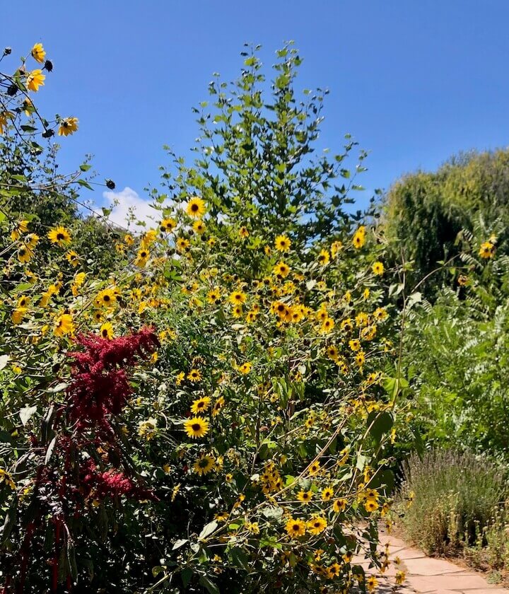 Sunflowers at Home Ground Habitats