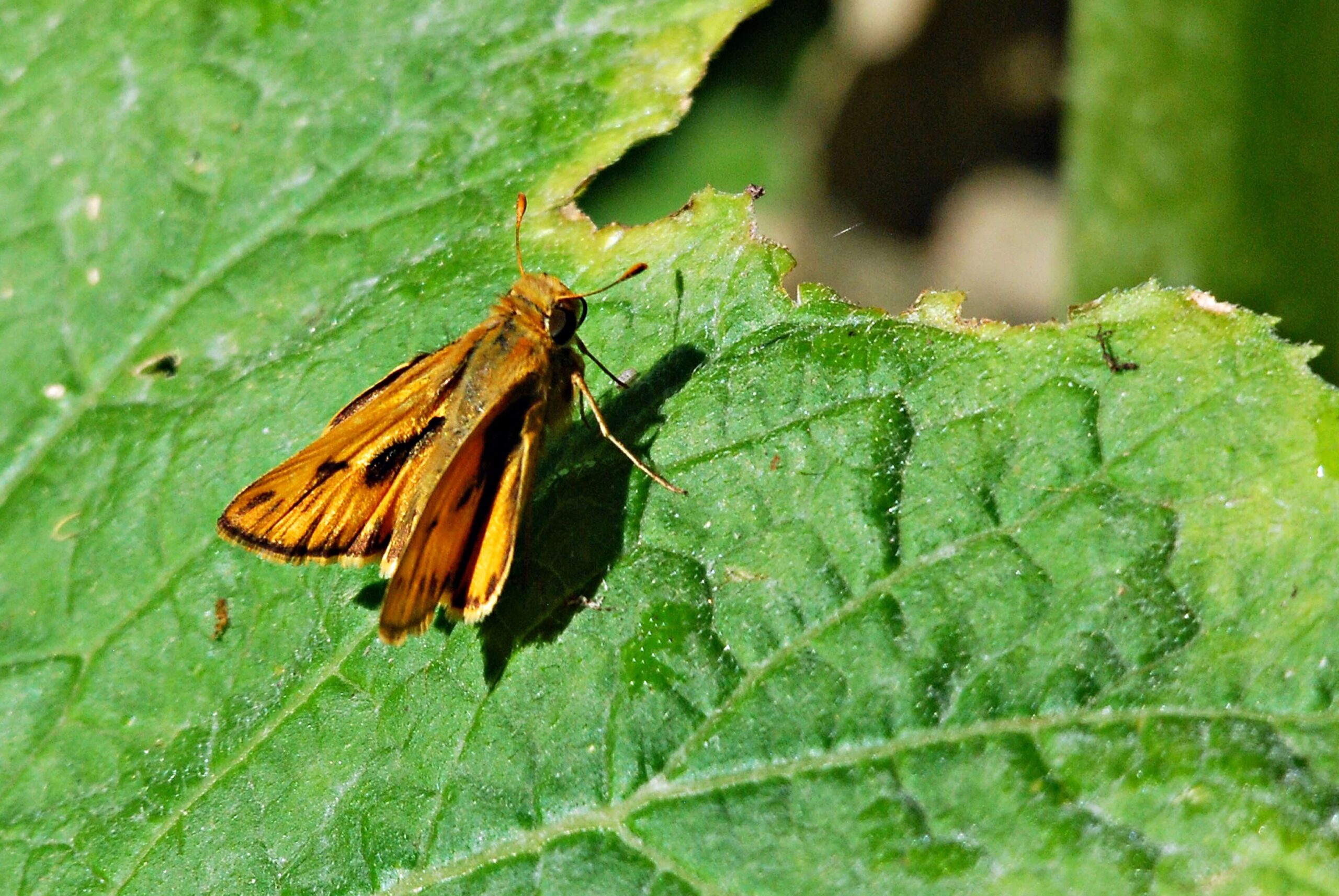 skipper on sunflower